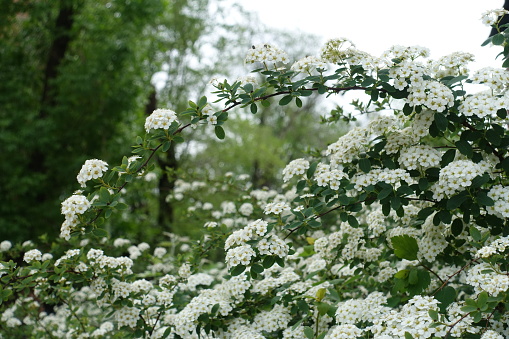 Arch like branch of blossoming Spiraea vanhouttei in mid May