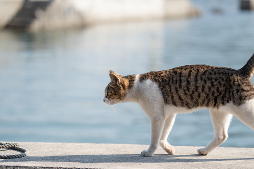 Kucing Berjalan Foto Stok - Unduh Gambar Sekarang - Distrik Pulau