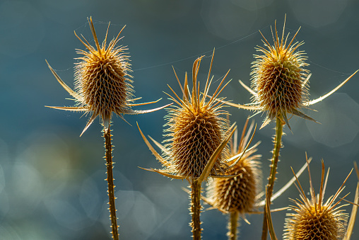Dry flowers of Dipsacus fullonum, also known as wild teasel or fullers teasel, on blue sky background on winter cold day. Spiky and noxious weeds