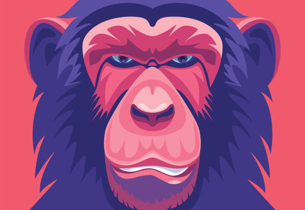 chimpanzee portrait vector illustration of chimpanzee portrait unconventional wisdom stock illustrations