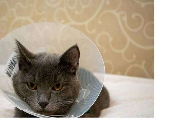 istock A cat with a collar after the operation 1372509170