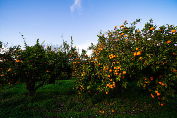 istock View of ripe mandarin oranges on trees on fruit farm 1372510578