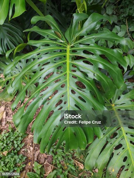 Leaf Of Monstera Deliciosa Known As Swiss Cheese Plant Stock Photo - Download Image Now