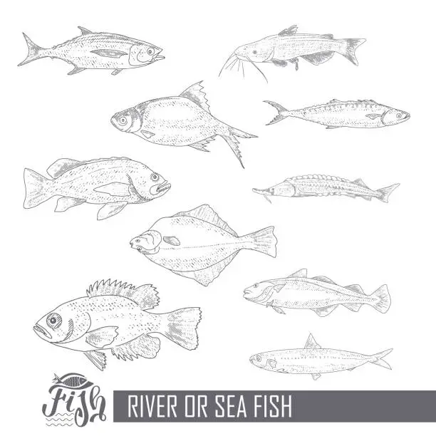 Vector illustration of A collection of fish in vintage style