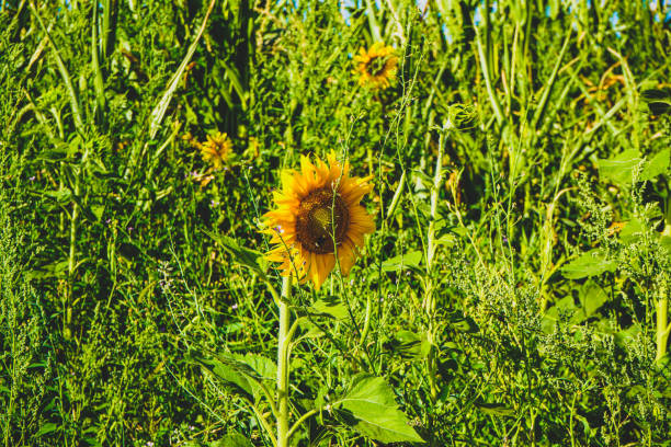 Field of sunflowers at sunset