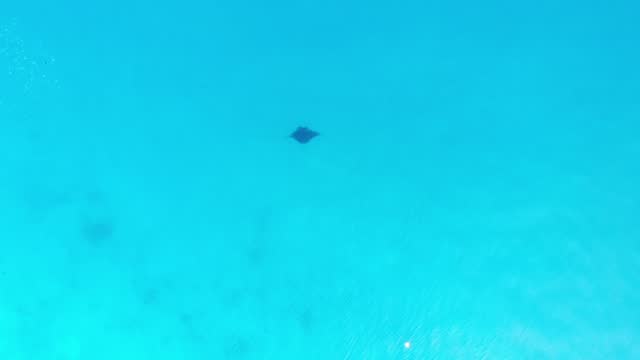 Drone video of turquoise waters, corals reefs, a flock of white birds and a Manta Ray. Wildlife aerial footage and reflection of sunlight, Maldives, Indian Ocean.