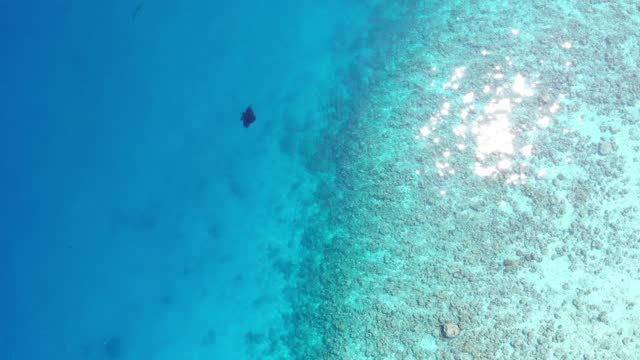 Drone video of turquoise waters, corals reefs, a flock of white birds and a Manta Ray. Wildlife aerial footage and reflection of sunlight, Maldives, Indian Ocean.