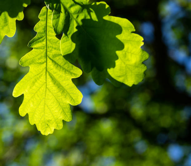 Oak leaves