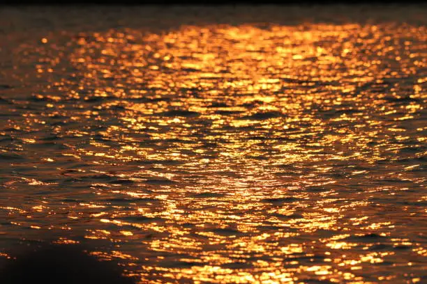 The evening sunlight over the okavango river reflects golden in the water surface.