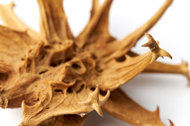 Detail photos of the devil's claw photographed in studio against a white background