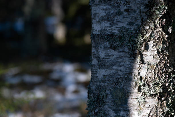 Close up on the  texture of a birch tree with copy space on the left