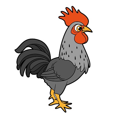 Free download of rooster crowing vector graphics and illustrations, page 2