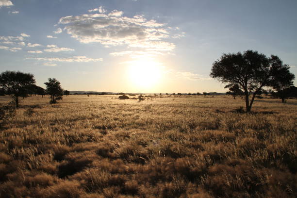 istock Sunset over the savannah 1372518222