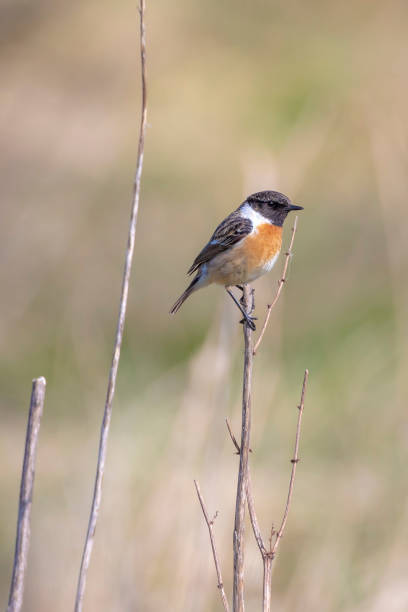 istock Stonechat, Saxicola rubicola, perching 1372518485