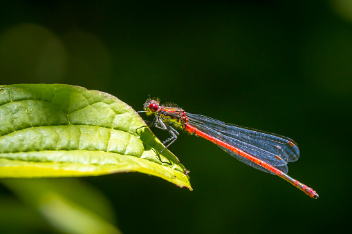 Detail closeup of a large red damselfly Pyrrhosoma nymphula, resting in the sun