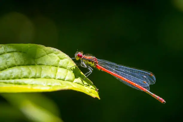 Photo of Detail closeup of a large red damselfly Pyrrhosoma nymphula