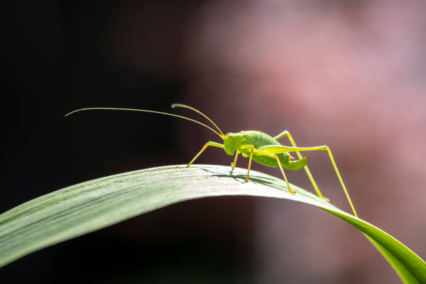 cespuglio maculato-grillo leptophyes punctatissima - cricket locust grasshopper insect foto e immagini stock