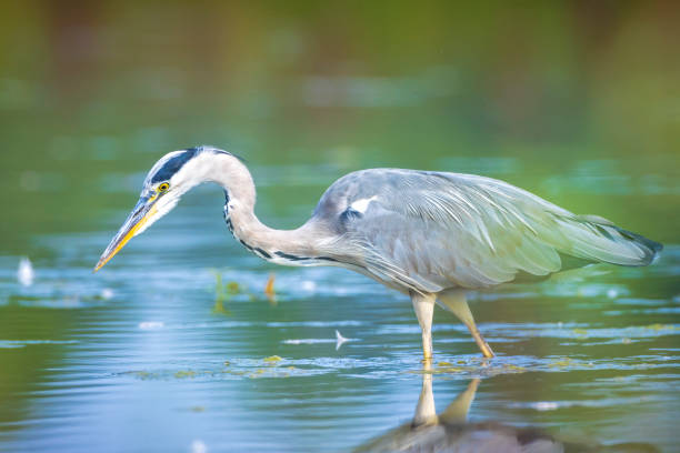 istock Grey heron, Ardea cinerea, hunting and fishing 1372518578