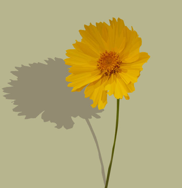 ilustraciones, imágenes clip art, dibujos animados e iconos de stock de coreopsis de hojas de lanza baja - sunflower side view yellow flower