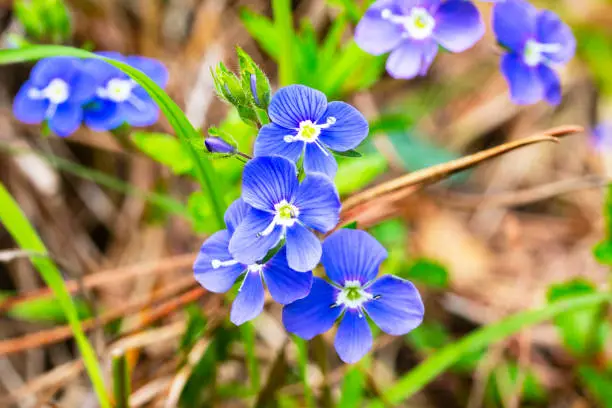 Closeup on the brlliant blue flowers of germander speedwell, Veronica chamaedrys