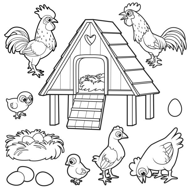 duży zestaw kur kur, piskląt kogutów jaja i gniazdo zarysowane do kolorowanki na białym tle - chicken eggs animal egg cartoon stock illustrations