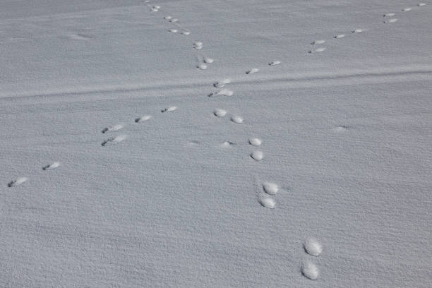 istock Traces in the snow 1372522248
