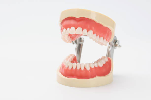 Anatomical plastic model of an open jaw on a white background, close-up. Educational material for prosthodontists