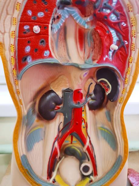 istock Urinary tract and kidneys on the human body 1372522791