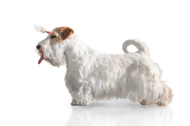 Sealyham terrier on white background. Cute sealyham terrier isolated on white. sealyham terrier stock pictures, royalty-free photos & images
