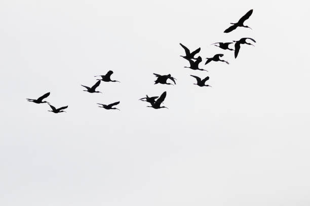 istock Flock of Ibis 1372523649