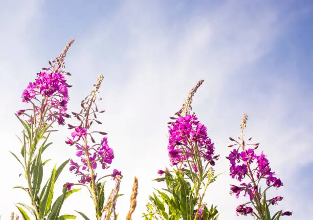 Blooming Willow herb, Ivan tea on blue sky. Willow-herb meadow. willow-herb tea, Lilac plants Ivan tea grow bushes in the field. Fireweed flowers on background of blue sky .