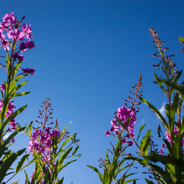 istock Blooming Willow herb, Ivan tea on blue sky. Willow-herb meadow. willow-herb tea 1372523977