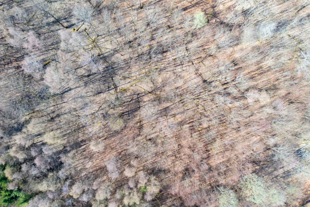 árvores decíduas sem folhagens - landscape aerial view lumber industry agriculture - fotografias e filmes do acervo