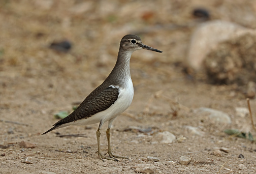 Common Sandpiper (Actitis hypoleucoc) adult standing on bare ground\