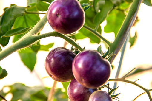 ripe purple tomato crop on a branch grows in a greenhouse plant, organic food tomato. agriculture, country garden and vegetable garden, growing vegetables. vitamins, healthy vegetarian