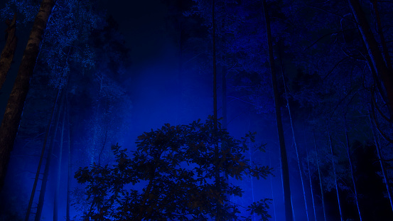 blue light through the trees in magic mystery night forest
