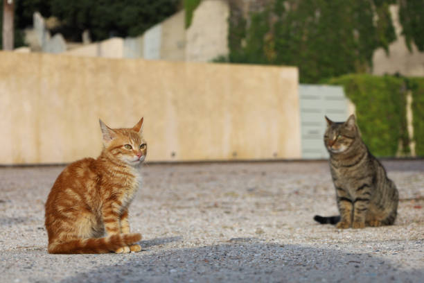 istock Orange Cute cat portrait 1372528812