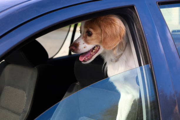 istock Kokoni dog inside the car 1372529002