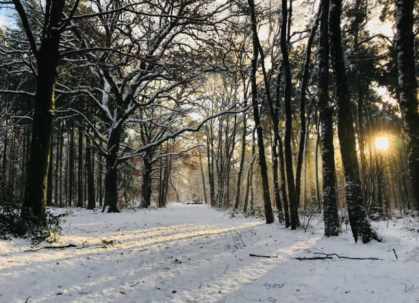 istock Snow in a forest with sun behind the trees 1372529141