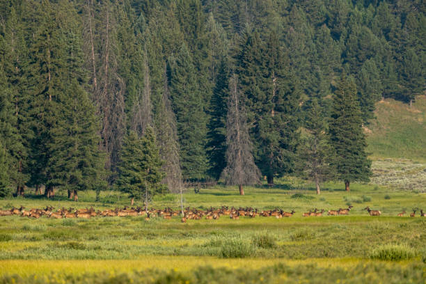 Alert Elk Begin To Gather In Grassy Valley