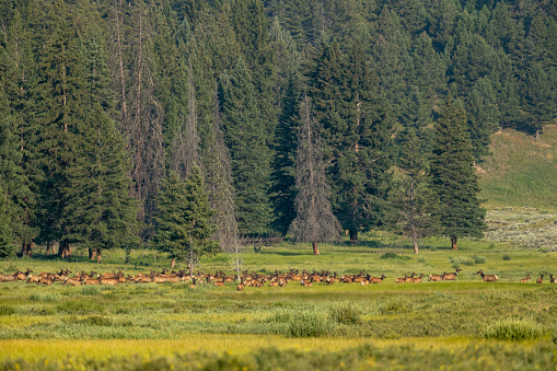 Alert Elk Begin To Gather In Grassy Valley in Yellowstone National Park
