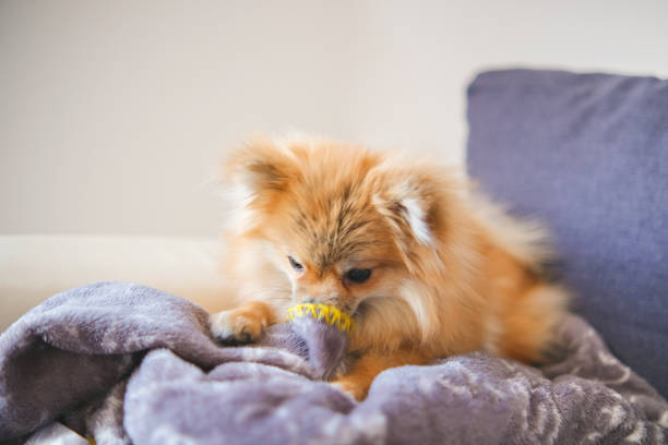 istock Playful Pomeranian dog on the sofa 1372529979