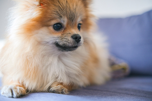 Cute muzzle of a Pomeranian dog