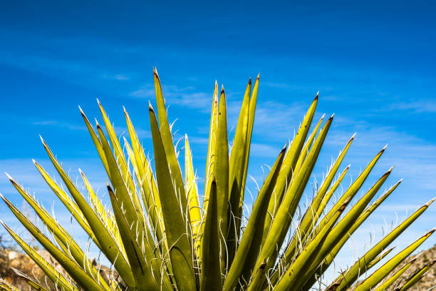 istock Green and Blue Colors in the Desert 1372530496