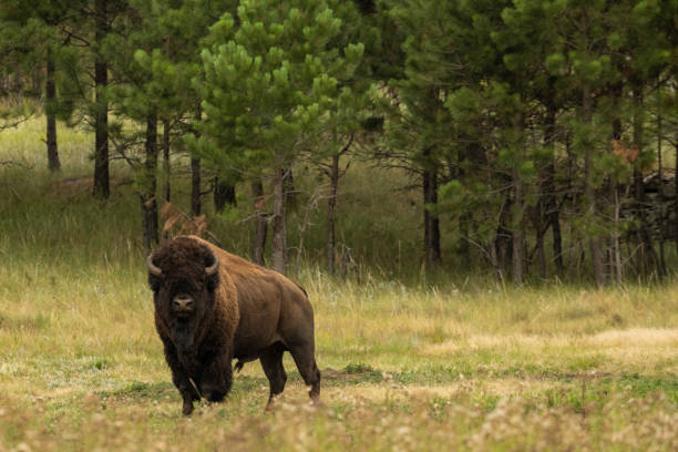 istock Male Bison Stands At Attention On Forest Edge 1372531634