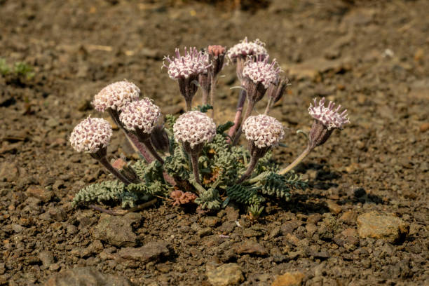 istock Pale Pnk Flower Clusters Begin to Bloom In Rocky Soil 1372532563