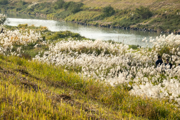 Lush reeds growing by the river