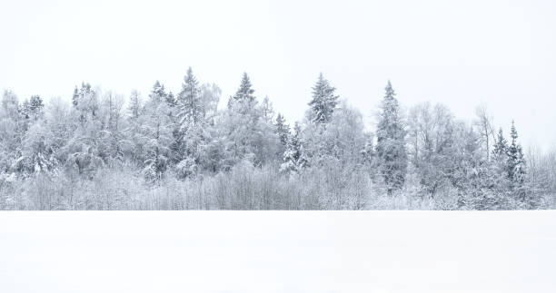 istock Beautiful winter forest landscape, trees covered with snow 1372533988