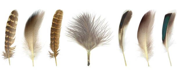 istock Beautiful collection feather isolated on white background 1372534315