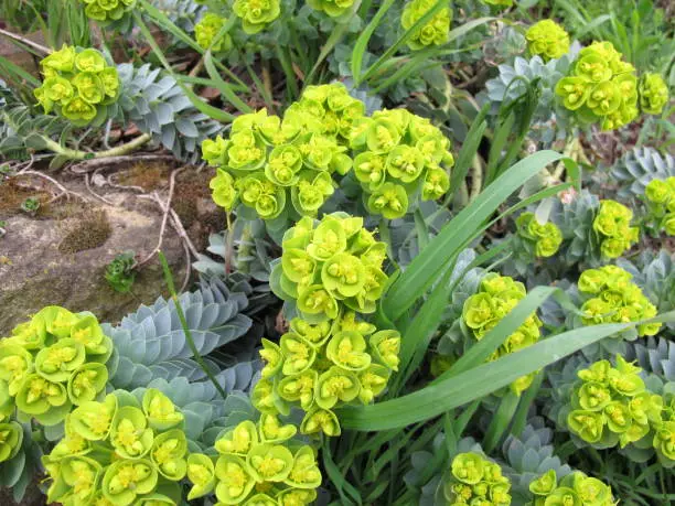 Flowering myrtle spurge, Euphorbia myrsinites, in spring - Blühende Walzen-Wolfsmilch, Euphorbia myrsinites, im Frühling